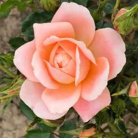 Sweet Dream Rose (Rosa Sweet Dream) 2